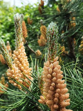  young pine cones on background, close up