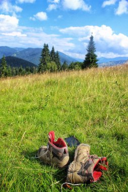 Wild bluberries on  the bush