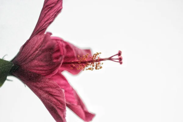 Closeup Hibiscus Grainy Photo — Stock Photo, Image