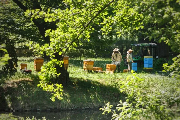 Apiary Park Beekeepers Take Care Combs — Foto Stock