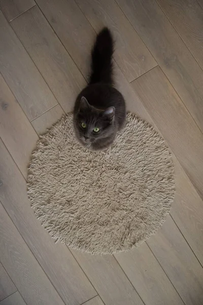 바닥에 고양이 — 스톡 사진