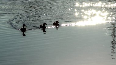 Gün batımında nehirde güzel bir ördek ailesi.