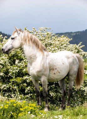 Toskana dağlarında İtalyan vahşi atları.
