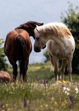 Toskana dağlarında İtalyan vahşi atları.