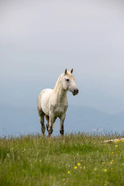 Italiaanse Wilde Paarden Toscaanse Bergen — Stockfoto