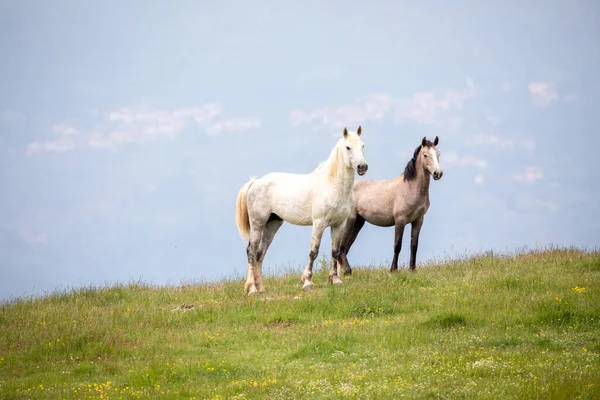 Дикие Итальянские Лошади Горах Тосканы — стоковое фото