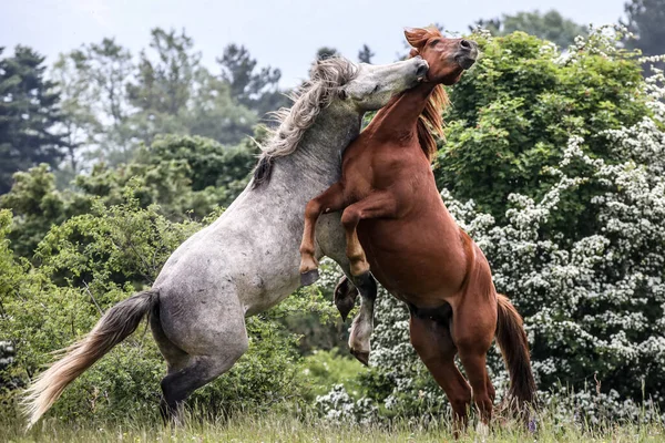 Italiaanse Wilde Paarden Toscaanse Bergen — Stockfoto
