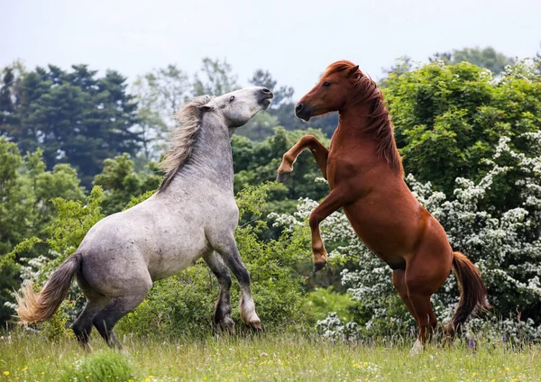 Italiaanse Wilde Paarden Toscaanse Bergen — Stockfoto