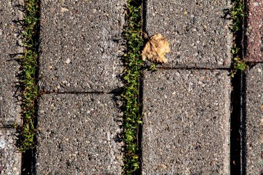 yol, tuğla, yol yüzeyi, kiremitler, kaldırım taşı, yosun, yaprak, taş dokuma