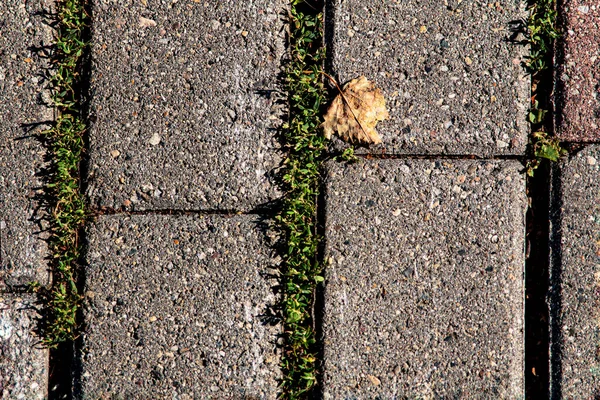 yol, tuğla, yol yüzeyi, kiremitler, kaldırım taşı, yosun, yaprak, taş dokuma