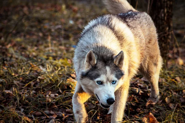 wolf, husky, dog, wolf in the forest, dog with blue eyes, dangerous dog, predator, hunting, friend of red riding hood