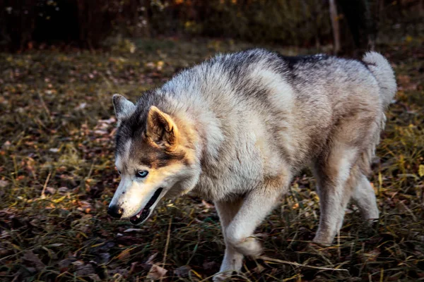 wolf, husky, dog, wolf in the forest, dog with blue eyes, dangerous dog, predator, hunting, friend of red riding hood