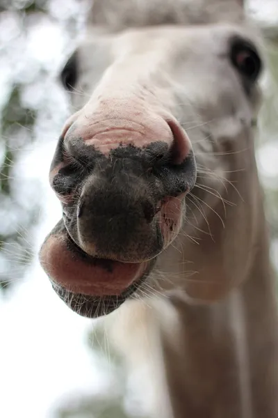 Άλογο Άλογο Αστείο Άλογο Αστείο Άλογο Αλογίσιο Πρόσωπο Αλογίσιο Πρόσωπο — Φωτογραφία Αρχείου