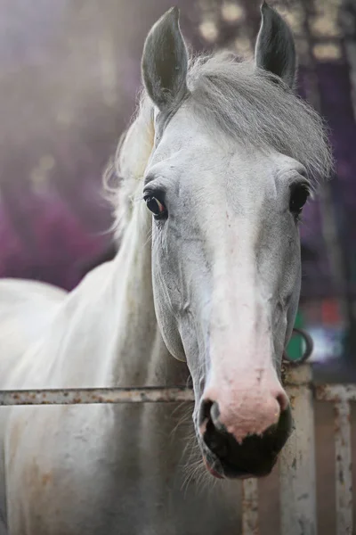 Beyaz Beyaz Peri Atı Çayırlık Ağızlığı Alışılmadık Göz Leylak Göz — Stok fotoğraf