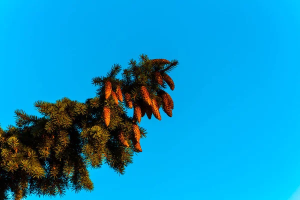 Fichte Zapfen Fichtenzweig Fichtenzweig Gegen Den Blauen Himmel Nadeln Des — Stockfoto