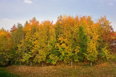Sonbahar manzarası. Ormanda altın sonbahar. Sonbahar sezonu