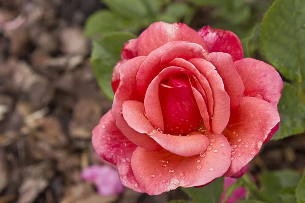 Flor Rosa Rosa Close Florescendo Canteiro Flores Jardim Rosa Flor — Fotografia de Stock