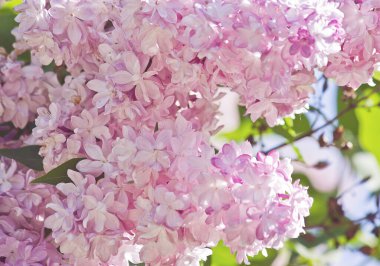 çiçek açan pembe Lila kapatmak için demet