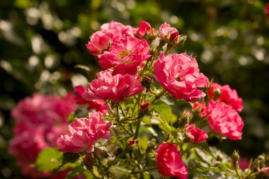 Pembe güllerin açtığı çalı kapanıyor. Çiçek açan yaz bahçesi