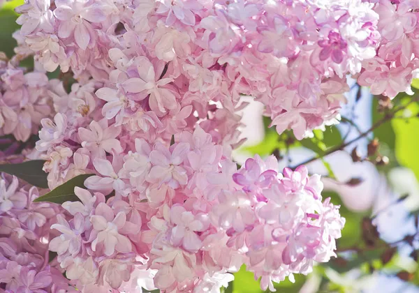 çiçek açan pembe Lila kapatmak için demet