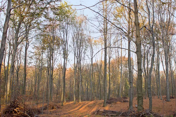 Herfst Landschap Gouden Herfst Het Bos Herfstseizoen — Stockfoto