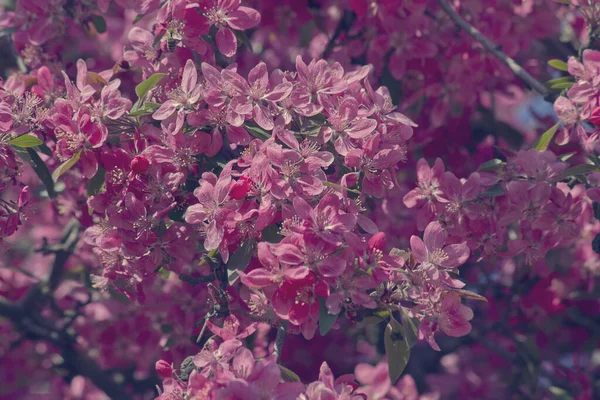 Ανθισμένη Μηλιά Ροζ Λουλούδια Μηλιάς Από Κοντά Ανοιξιάτικοι Κήποι — Φωτογραφία Αρχείου