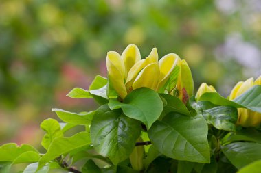 Sarı manolya çiçekli dal. Yaklaş.