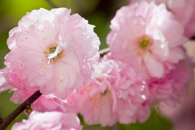 Çiçekli badem çalısı ve pembe çiçekler yakın