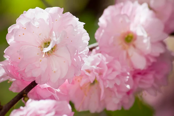 Blühender Mandelstrauch Mit Rosa Blüten Aus Nächster Nähe — Stockfoto