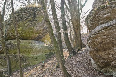 İlkbahar ormanlarında kayalar ve ağaçlarla kaplı bir manzara.