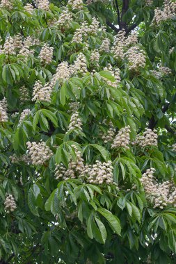 blooming spring chestnut tree with white flowers close up
