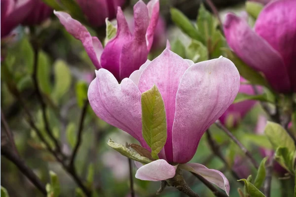 Pink Magnolia Flowers Branch Closeup — Stock Photo, Image