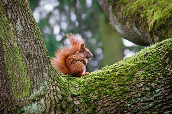 Red Squirrel Sitting Tree Close — Stock Photo, Image