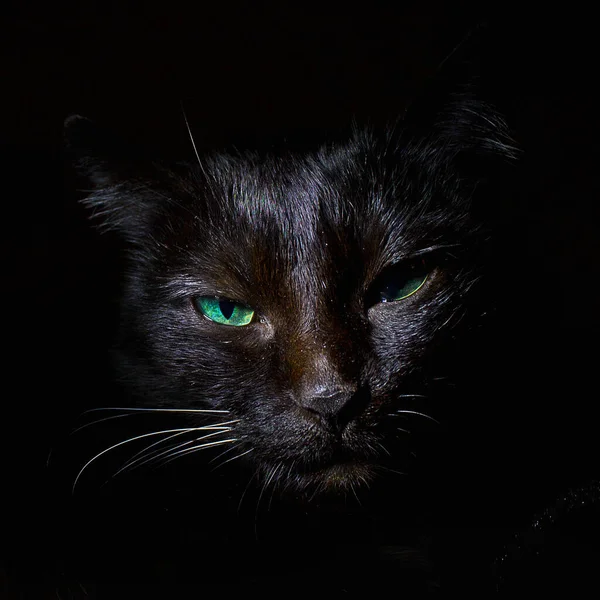Retrato Gato Preto Fundo Preto Close Uma Chave Baixa — Fotografia de Stock