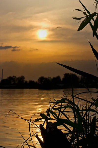 Orangefarbener Sonnenuntergang See Sommerlandschaft Blick Aus Dem Dickicht Des Grases — Stockfoto
