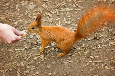 Kızıl bir sincap fındığa uzanır.