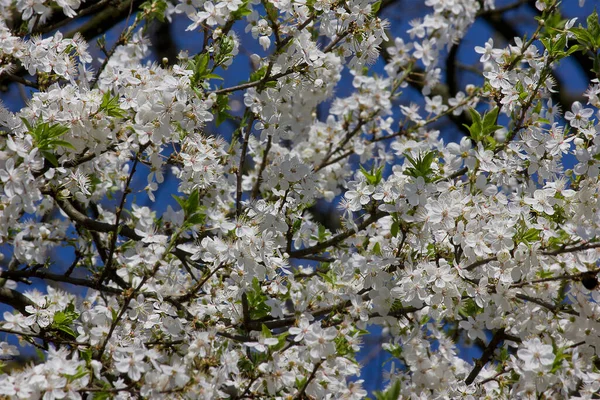 Flores Blancas Cerezo Flor Primavera Flores Cerca — Foto de Stock