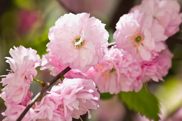 Blühender Mandelstrauch Mit Rosa Blüten Aus Nächster Nähe — Stockfoto