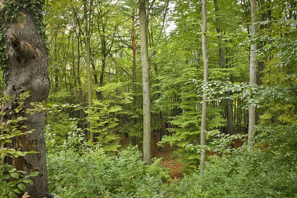 Eine Herbstliche Waldlandschaft Laubwald Herbst — Stockfoto