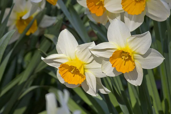 Белый Нарцисс Крупным Планом Цветущий Весной Клумбе — стоковое фото