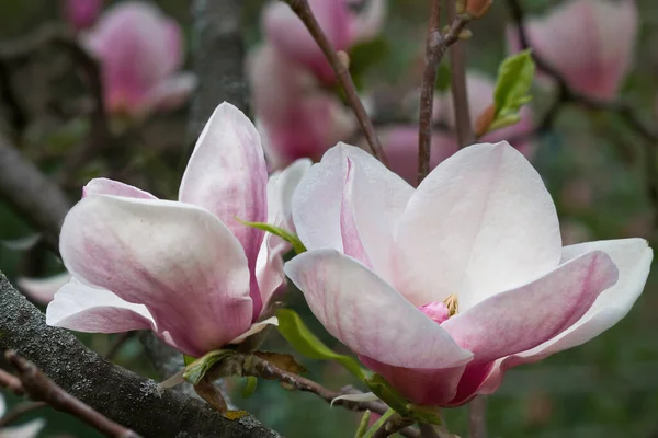 Roze Bloemen Van Magnolia Een Tak Closeup — Stockfoto