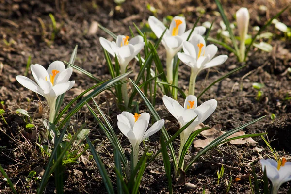 Весной Парке Цветут Белые Крокусы Крупным Планом — стоковое фото