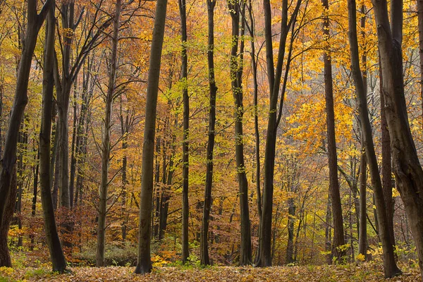 Ett Höstskogslandskap Höstlövskog — Stockfoto