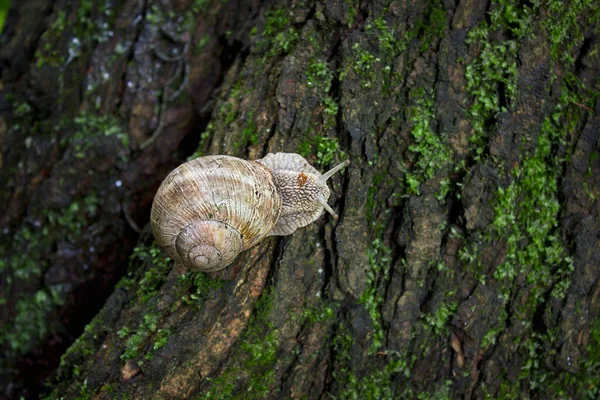 Yosun kaplı bir ağaç gövdesine yakın büyük bir salyangoz.