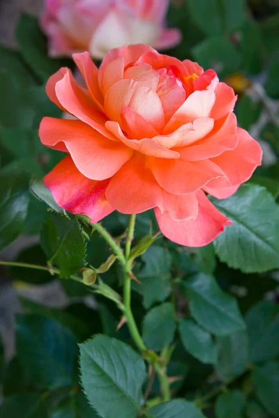 Rosas Laranja Arbusto Jardim Close — Fotografia de Stock