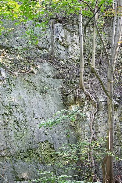 Gray Background Rock Close Tree Trunks — Zdjęcie stockowe