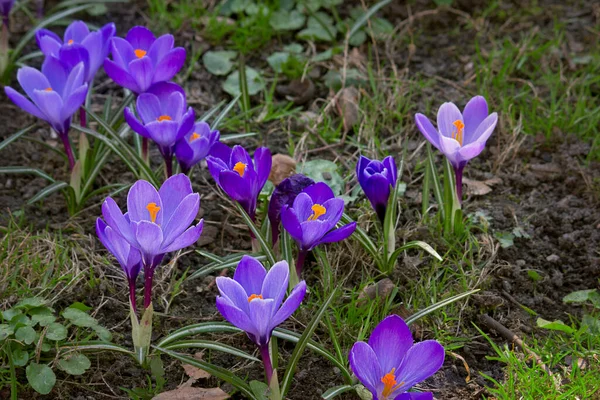 Liliowe Krokusy Bliska Kwitnące Parku Wiosną — Zdjęcie stockowe
