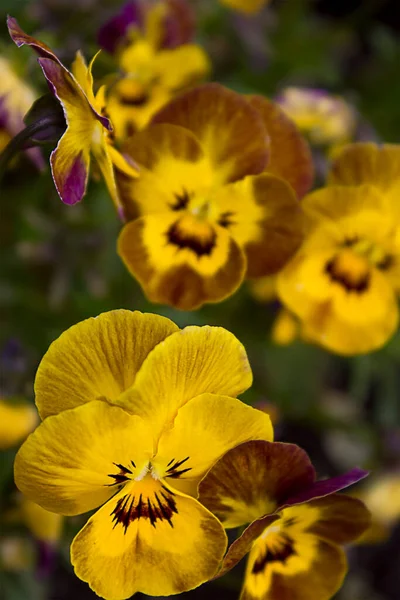 Nahaufnahme Gelbe Stiefmütterchenblüten Die Auf Einem Blumenbeet Wachsen — Stockfoto