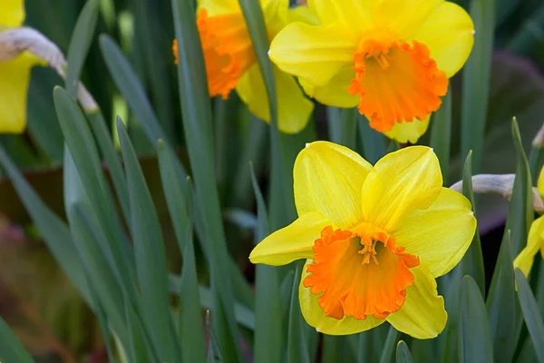 Желтые Нарциссы Крупным Планом Цветут Весной Клумбе — стоковое фото