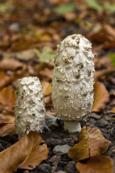 Ormanda sarı yaprakların arasında mantar yakın plan çekimleri